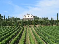 AMAZING TUSCANY ESTATE FARM VINEYARD