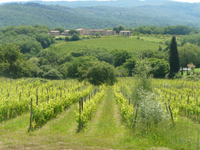 CHIANTI ESTATE TUSCANY VINEYARDS